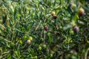 Zeytin İşleme Kalfalık Belgesi 