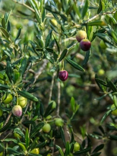 Zeytin İşleme Kalfalık Belgesi 